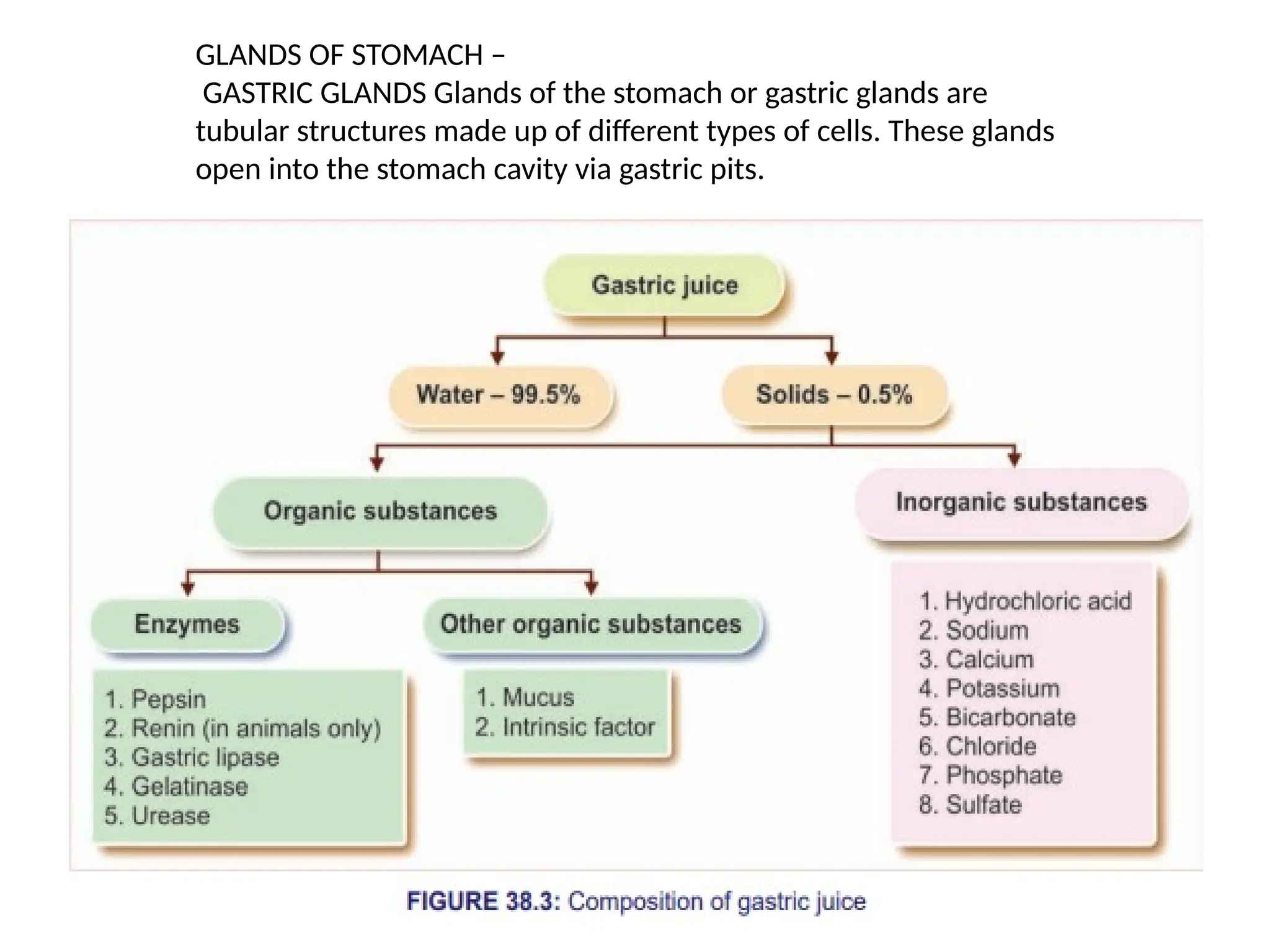 GLANDS OF STOMACH –
GASTRIC GLANDS Glands of the stomach or gastric glands are
tubular structures made up of different types of cells. These glands
open into the stomach cavity via gastric pits.
 