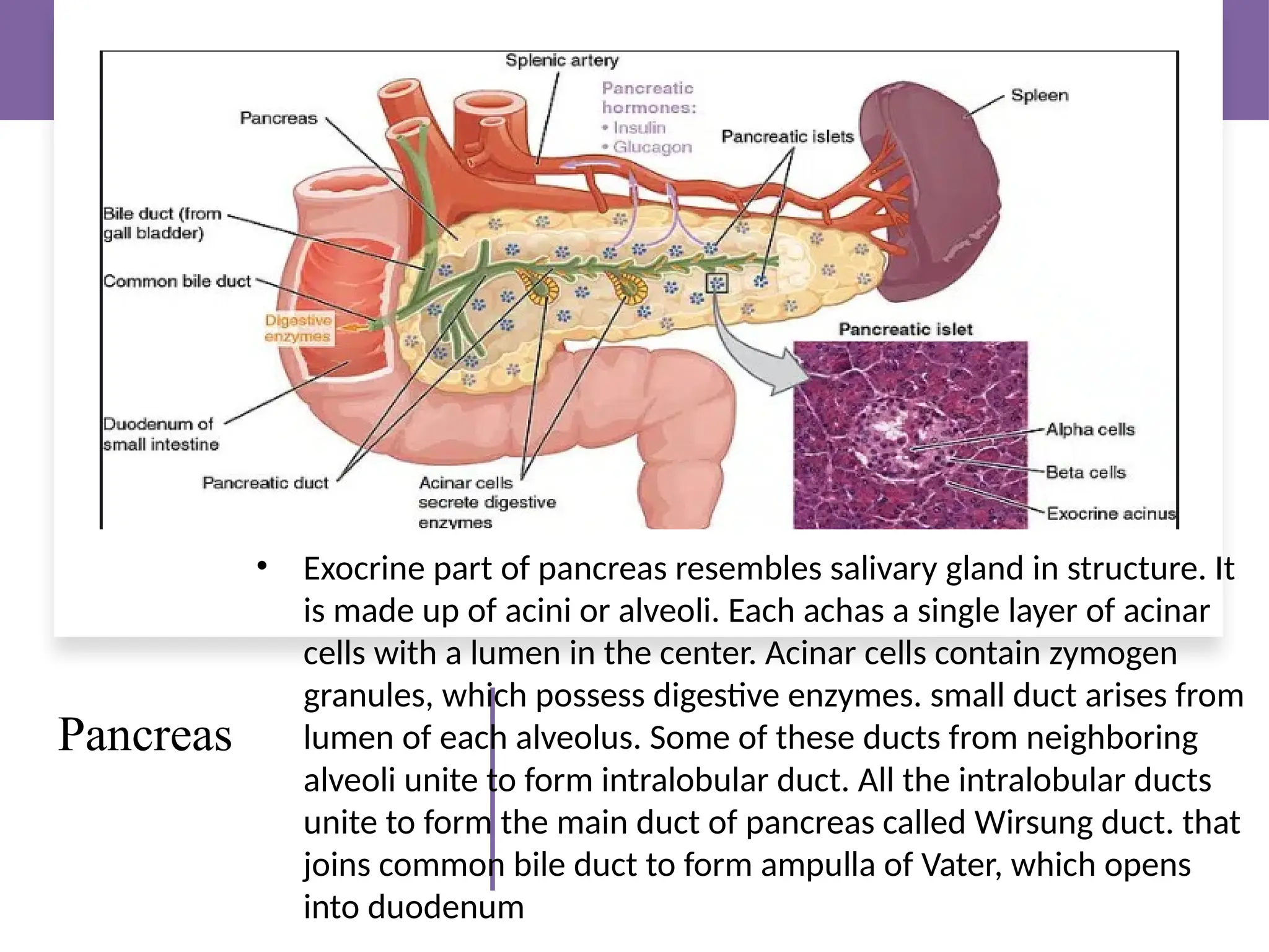 Pancreas
• Exocrine part of pancreas resembles salivary gland in structure. It
is made up of acini or alveoli. Each achas a single layer of acinar
cells with a lumen in the center. Acinar cells contain zymogen
granules, which possess digestive enzymes. small duct arises from
lumen of each alveolus. Some of these ducts from neighboring
alveoli unite to form intralobular duct. All the intralobular ducts
unite to form the main duct of pancreas called Wirsung duct. that
joins common bile duct to form ampulla of Vater, which opens
into duodenum
 