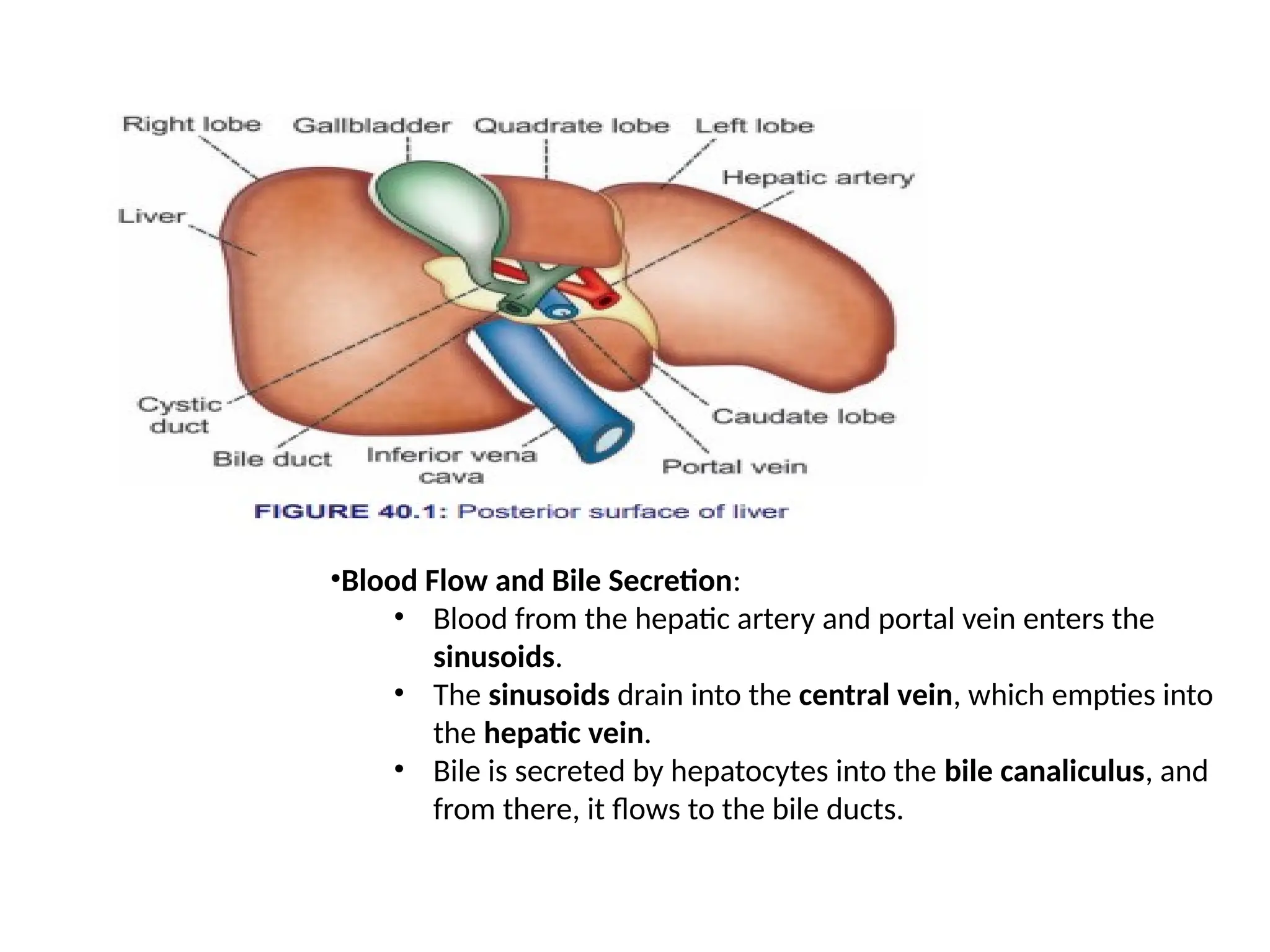 •Blood Flow and Bile Secretion:
• Blood from the hepatic artery and portal vein enters the
sinusoids.
• The sinusoids drain into the central vein, which empties into
the hepatic vein.
• Bile is secreted by hepatocytes into the bile canaliculus, and
from there, it flows to the bile ducts.
 