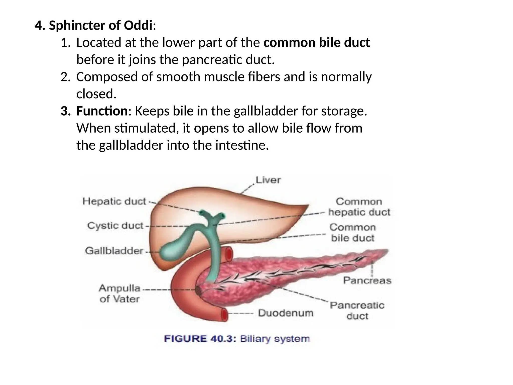 4. Sphincter of Oddi:
1. Located at the lower part of the common bile duct
before it joins the pancreatic duct.
2. Composed of smooth muscle fibers and is normally
closed.
3. Function: Keeps bile in the gallbladder for storage.
When stimulated, it opens to allow bile flow from
the gallbladder into the intestine.
 