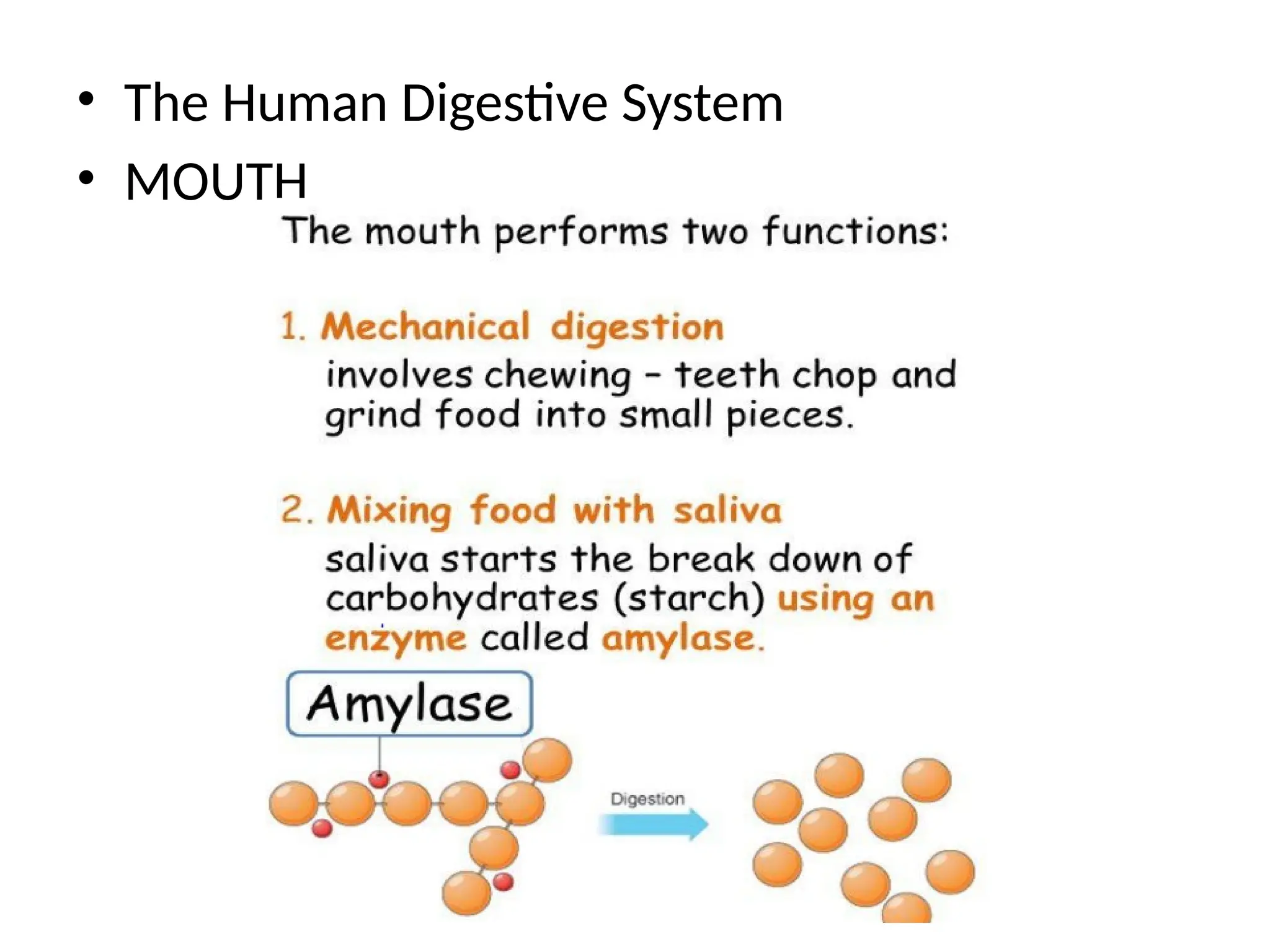 • The Human Digestive System
• MOUTH
 