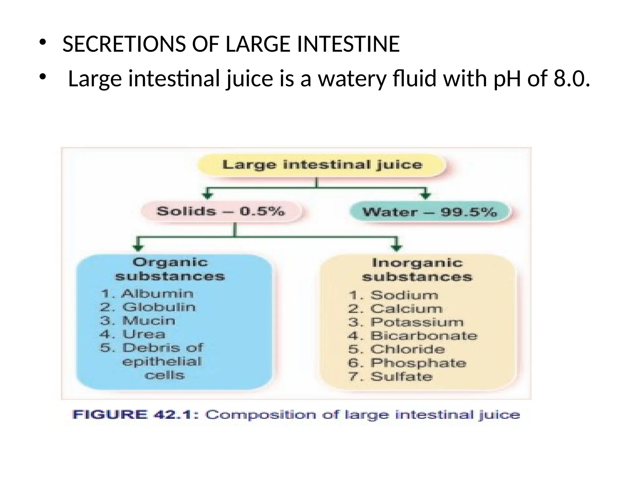 • SECRETIONS OF LARGE INTESTINE
• Large intestinal juice is a watery fluid with pH of 8.0.
 