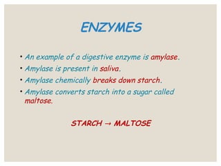Amylase Example Digestive System-primary level (for school students)) | PPT