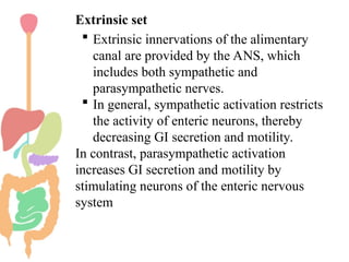 Extrinsic Innervation digestive system for Pharm d I year HAP | PPT