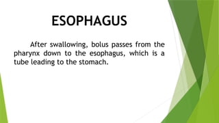 ESOPHAGUS
After swallowing, bolus passes from the
pharynx down to the esophagus, which is a
tube leading to the stomach.
 