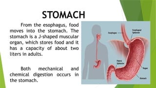 STOMACH
From the esophagus, food
moves into the stomach. The
stomach is a J-shaped muscular
organ, which stores food and it
has a capacity of about two
liters in adults.
Both mechanical and
chemical digestion occurs in
the stomach.
 