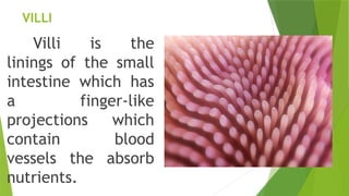 VILLI
Villi is the
linings of the small
intestine which has
a finger-like
projections which
contain blood
vessels the absorb
nutrients.
 