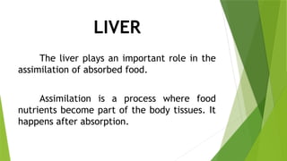 LIVER
The liver plays an important role in the
assimilation of absorbed food.
Assimilation is a process where food
nutrients become part of the body tissues. It
happens after absorption.
 