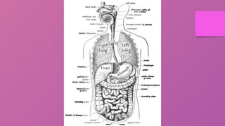 Introduction of Digestive system part -1 | PPTX