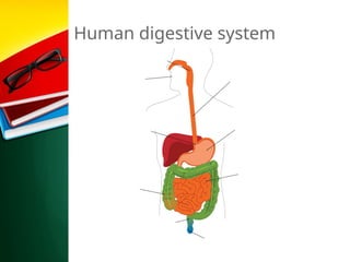 Human digestive system
 