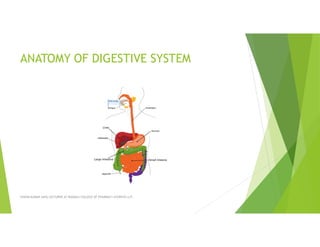 Comprehensive Anatomy and Physiology of the Human Digestive System | PDF