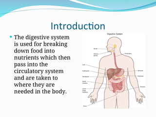 Human Digestive System Introduction Comprehensive Overview of the Human Digestive System and Its Functions ...
