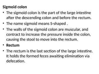 Sigmoid Image Comprehensive Overview of the Human Digestive System: Anatomy and ...