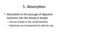 Comprehensive Overview of the Human Digestive System: Anatomy and ...