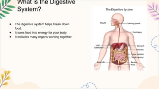 What is the Digestive
System?
● The digestive system helps break down
food.
● It turns food into energy for your body.
● It includes many organs working together.
 