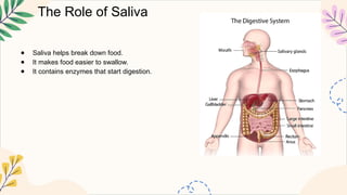 The Role of Saliva
● Saliva helps break down food.
● It makes food easier to swallow.
● It contains enzymes that start digestion.
 