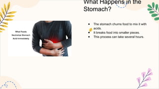 What Happens in the
Stomach?
● The stomach churns food to mix it with
acids.
● It breaks food into smaller pieces.
● This process can take several hours.
 