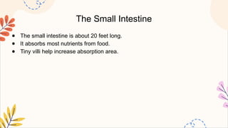 The Small Intestine
● The small intestine is about 20 feet long.
● It absorbs most nutrients from food.
● Tiny villi help increase absorption area.
 