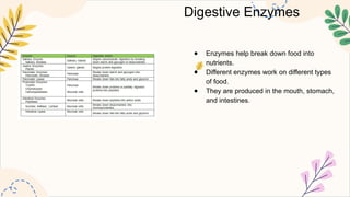 Digestive Enzymes
● Enzymes help break down food into
nutrients.
● Different enzymes work on different types
of food.
● They are produced in the mouth, stomach,
and intestines.
 