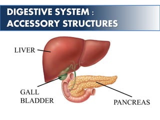 DIGESTIVE SYSTEM :
ACCESSORY STRUCTURES
LIVER
GALL
BLADDER PANCREAS
 