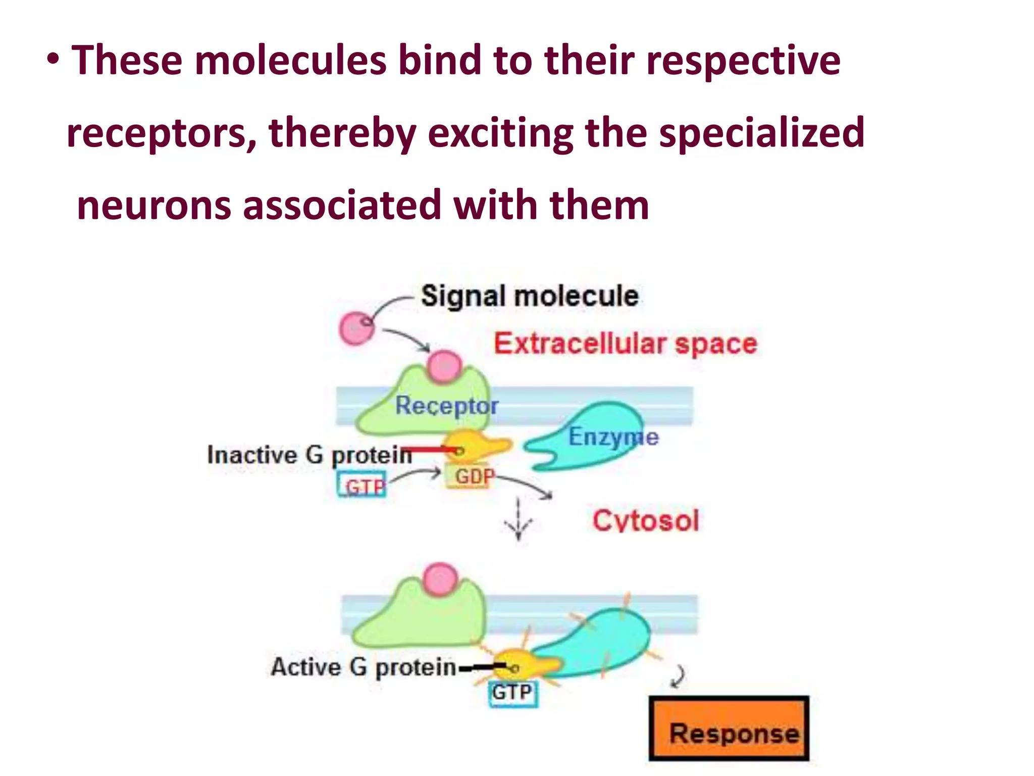 • These molecules bind to their respective
receptors, thereby exciting the specialized
neurons associated with them
 