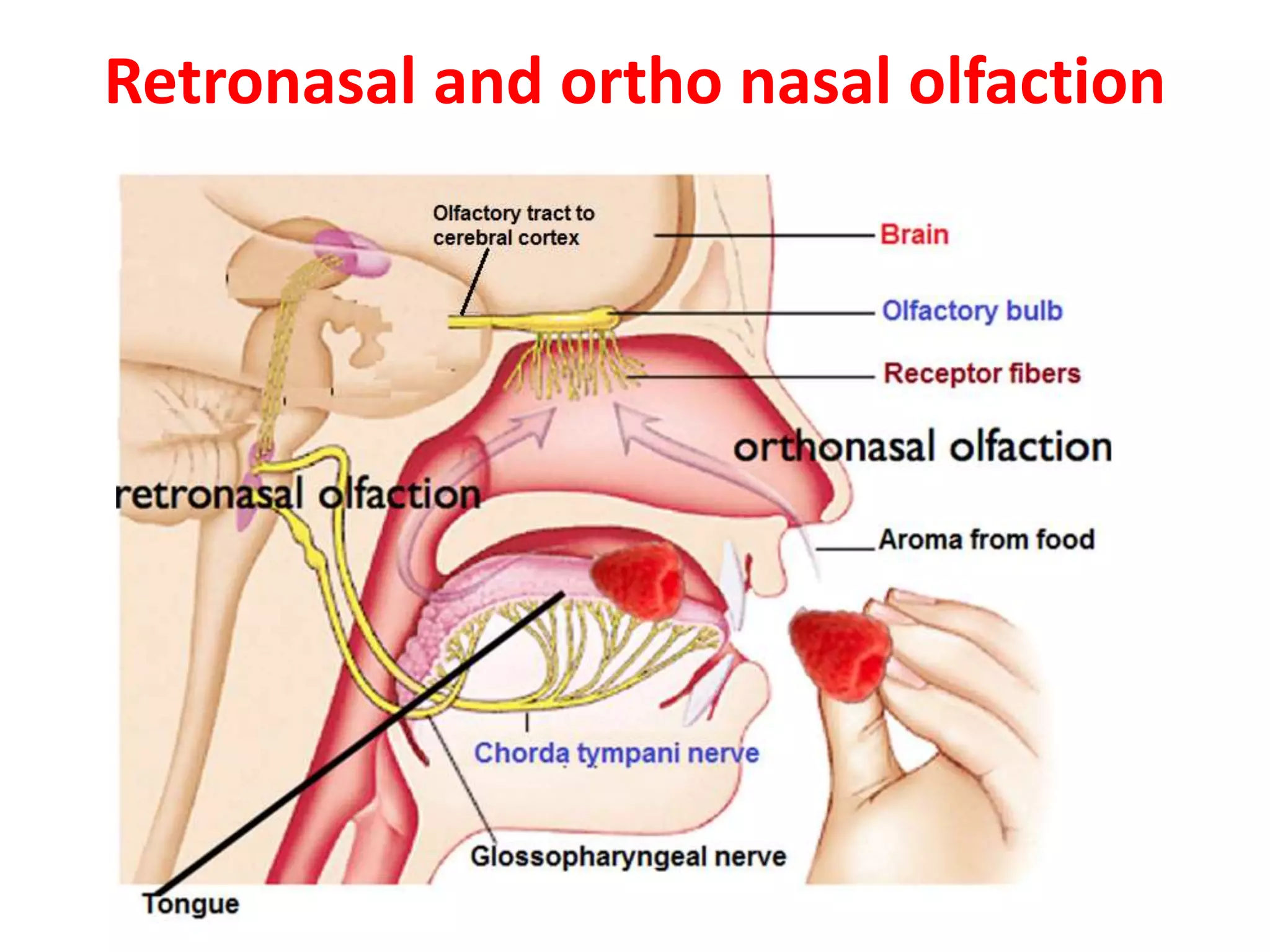 Retronasal and ortho nasal olfaction
 