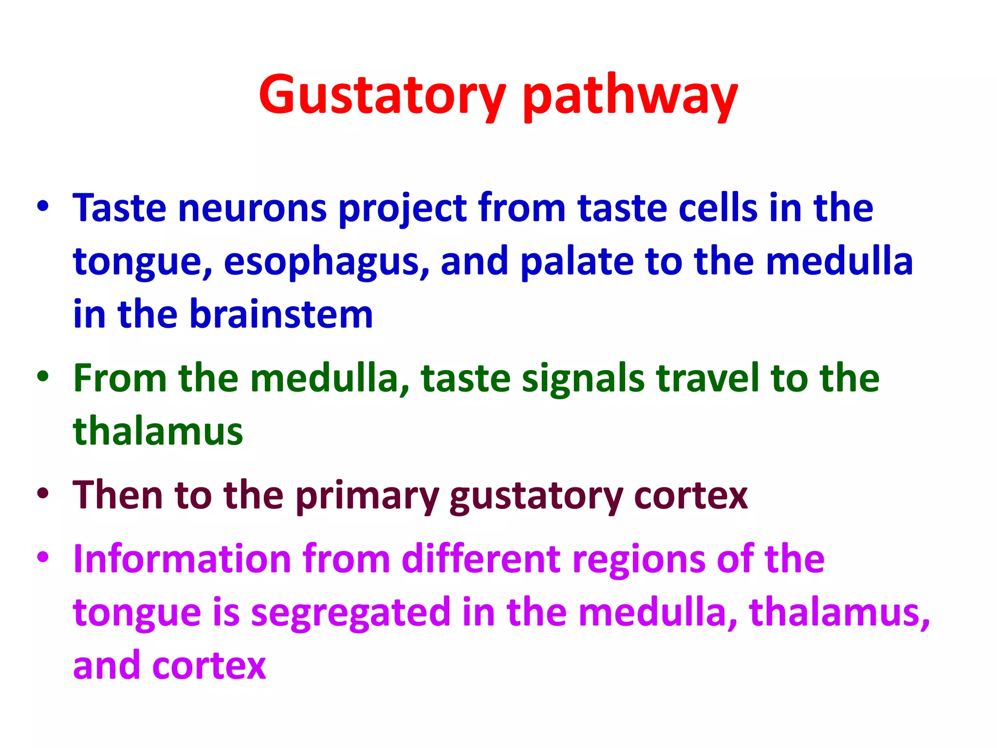 Gustatory pathway
• Taste neurons project from taste cells in the
tongue, esophagus, and palate to the medulla
in the brainstem
• From the medulla, taste signals travel to the
thalamus
• Then to the primary gustatory cortex
• Information from different regions of the
tongue is segregated in the medulla, thalamus,
and cortex
 