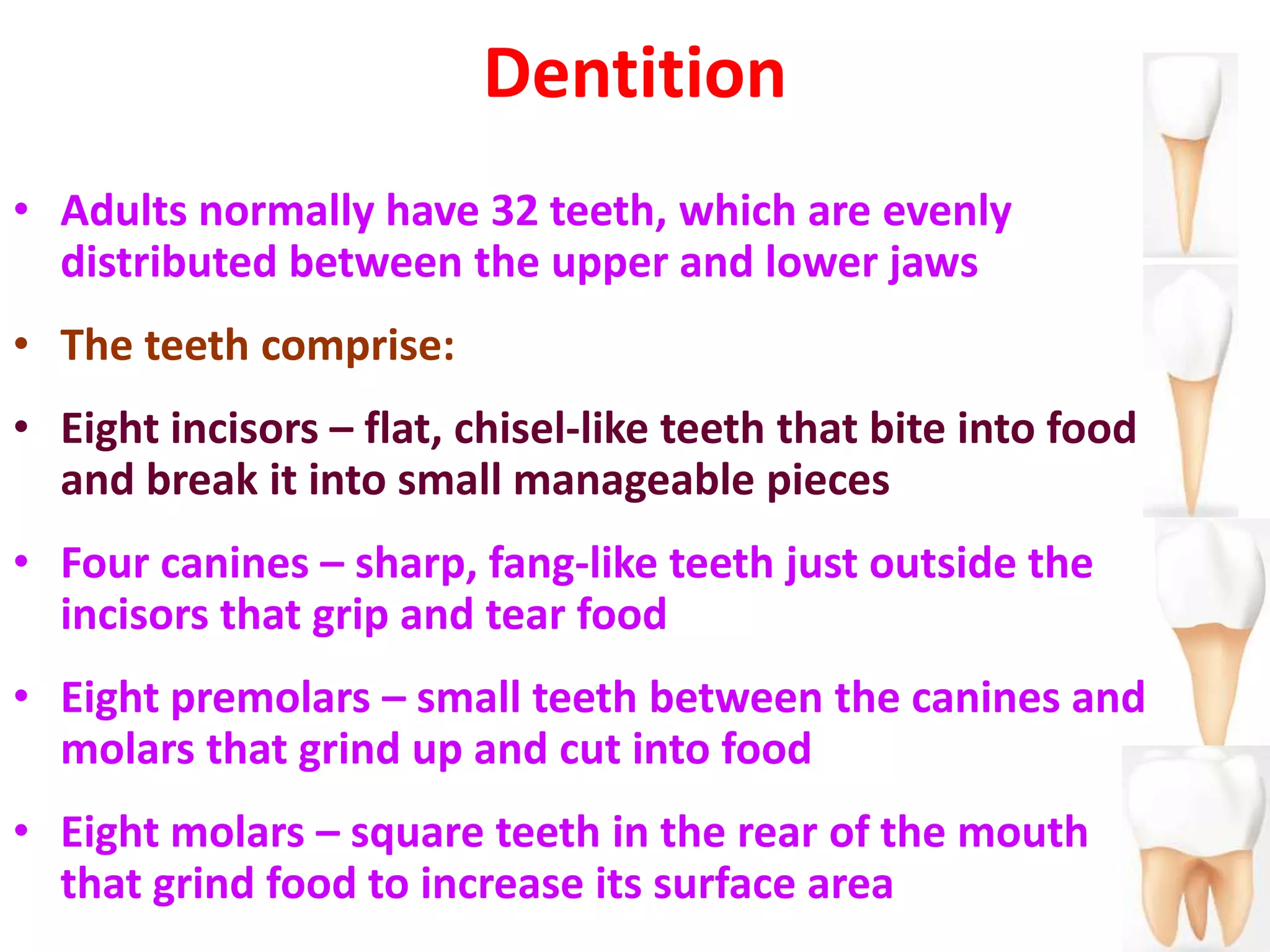 Dentition
• Adults normally have 32 teeth, which are evenly
distributed between the upper and lower jaws
• The teeth comprise:
• Eight incisors – flat, chisel-like teeth that bite into food
and break it into small manageable pieces
• Four canines – sharp, fang-like teeth just outside the
incisors that grip and tear food
• Eight premolars – small teeth between the canines and
molars that grind up and cut into food
• Eight molars – square teeth in the rear of the mouth
that grind food to increase its surface area
 