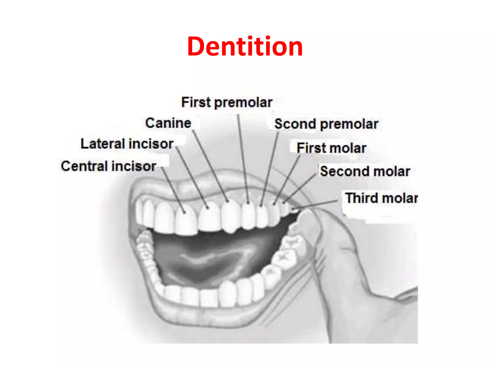 Dentition
 