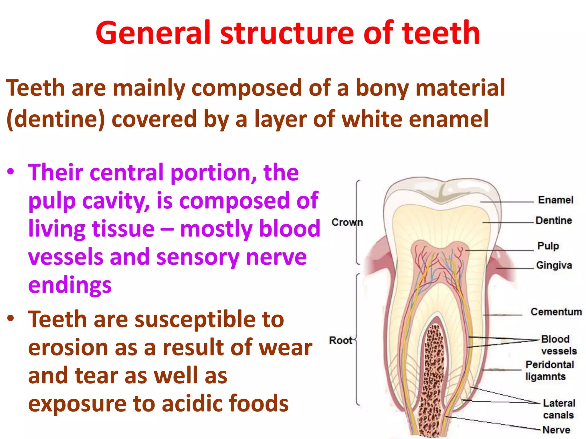 General structure of teeth
• Their central portion, the
pulp cavity, is composed of
living tissue – mostly blood
vessels and sensory nerve
endings
• Teeth are susceptible to
erosion as a result of wear
and tear as well as
exposure to acidic foods
Teeth are mainly composed of a bony material
(dentine) covered by a layer of white enamel
 