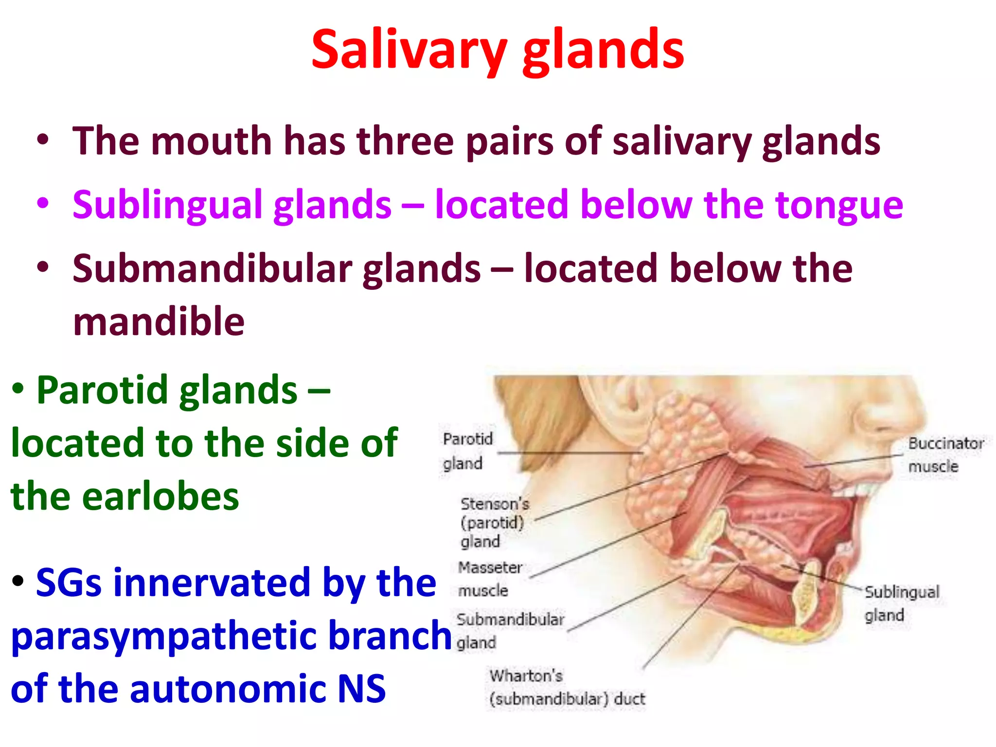 Salivary glands
• The mouth has three pairs of salivary glands
• Sublingual glands – located below the tongue
• Submandibular glands – located below the
mandible
• Parotid glands –
located to the side of
the earlobes
• SGs innervated by the
parasympathetic branch
of the autonomic NS
 