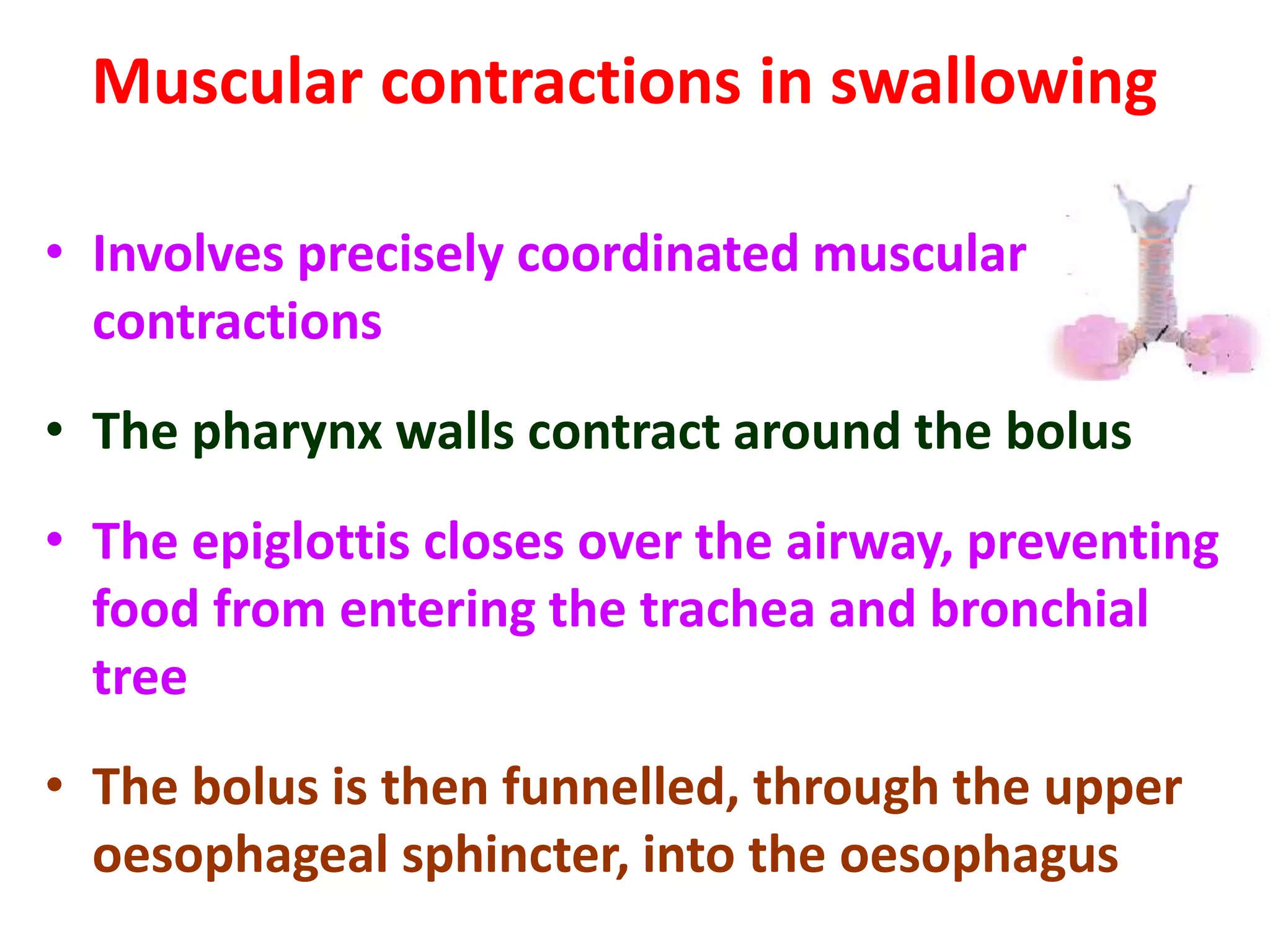 Muscular contractions in swallowing
• Involves precisely coordinated muscular
contractions
• The pharynx walls contract around the bolus
• The epiglottis closes over the airway, preventing
food from entering the trachea and bronchial
tree
• The bolus is then funnelled, through the upper
oesophageal sphincter, into the oesophagus
 