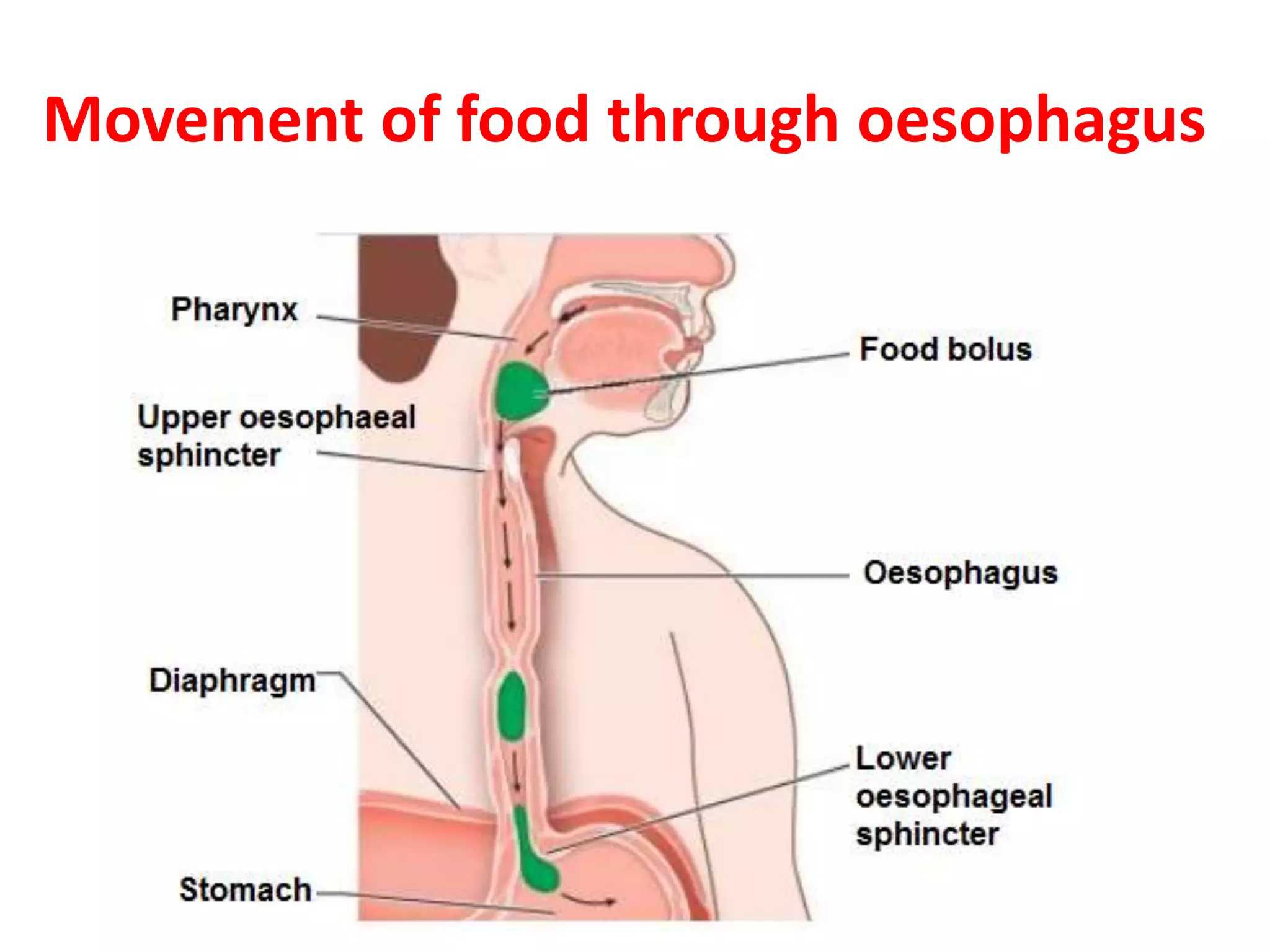 Movement of food through oesophagus
 