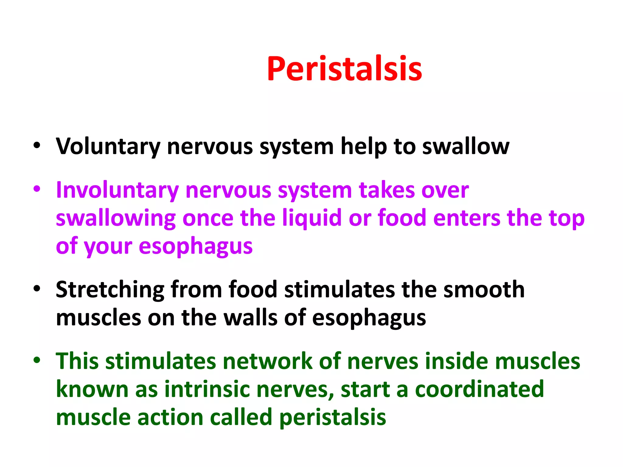 • Voluntary nervous system help to swallow
• Involuntary nervous system takes over
swallowing once the liquid or food enters the top
of your esophagus
• Stretching from food stimulates the smooth
muscles on the walls of esophagus
• This stimulates network of nerves inside muscles
known as intrinsic nerves, start a coordinated
muscle action called peristalsis
Peristalsis
 