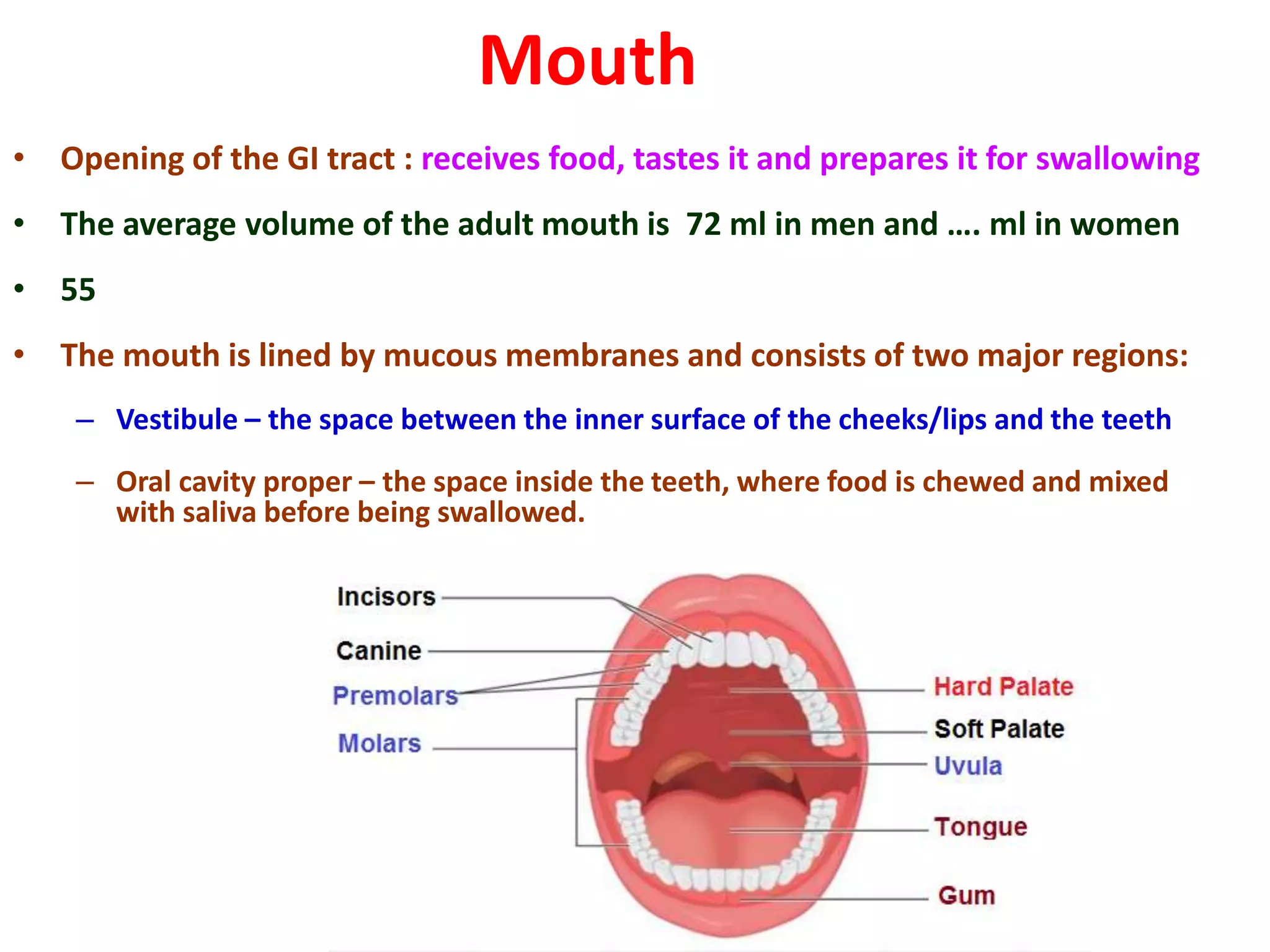 Mouth
• Opening of the GI tract : receives food, tastes it and prepares it for swallowing
• The average volume of the adult mouth is 72 ml in men and …. ml in women
• 55
• The mouth is lined by mucous membranes and consists of two major regions:
– Vestibule – the space between the inner surface of the cheeks/lips and the teeth
– Oral cavity proper – the space inside the teeth, where food is chewed and mixed
with saliva before being swallowed.
 