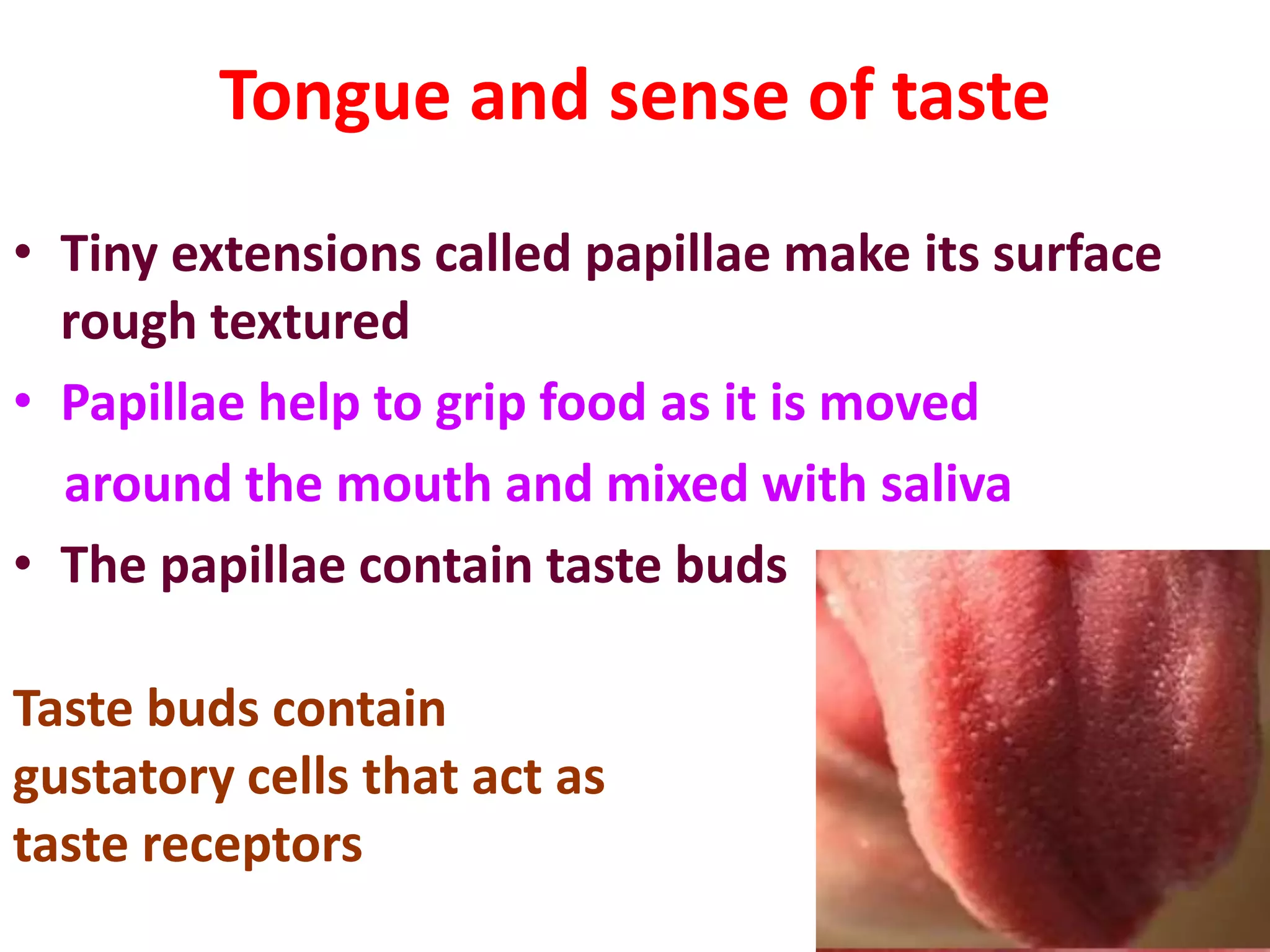 Tongue and sense of taste
• Tiny extensions called papillae make its surface
rough textured
• Papillae help to grip food as it is moved
around the mouth and mixed with saliva
• The papillae contain taste buds
Taste buds contain
gustatory cells that act as
taste receptors
 