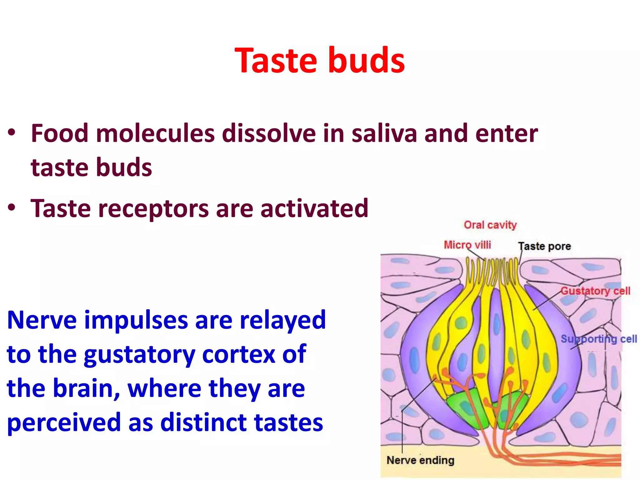 Taste buds
• Food molecules dissolve in saliva and enter
taste buds
• Taste receptors are activated
Nerve impulses are relayed
to the gustatory cortex of
the brain, where they are
perceived as distinct tastes
 