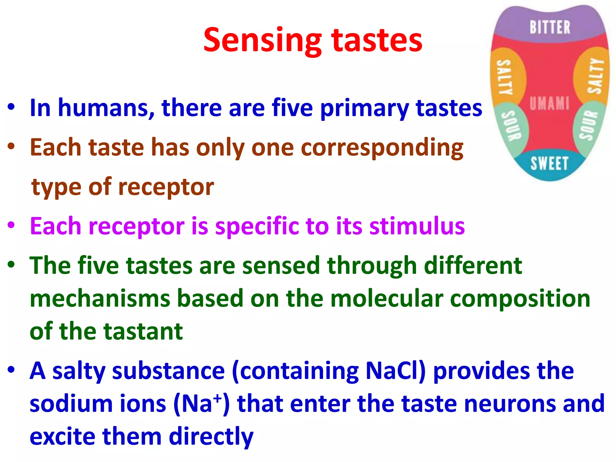 Sensing tastes
• In humans, there are five primary tastes
• Each taste has only one corresponding
type of receptor
• Each receptor is specific to its stimulus
• The five tastes are sensed through different
mechanisms based on the molecular composition
of the tastant
• A salty substance (containing NaCl) provides the
sodium ions (Na+) that enter the taste neurons and
excite them directly
 