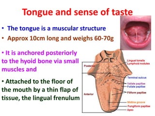 Digestive System Mouth Diagram