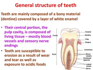 Digestive System Mouth