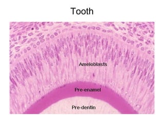 Tooth