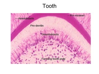 Tooth