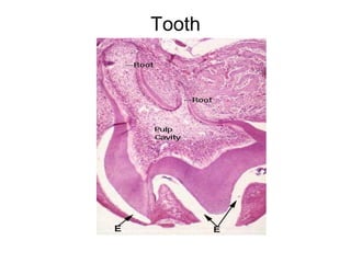 Tooth