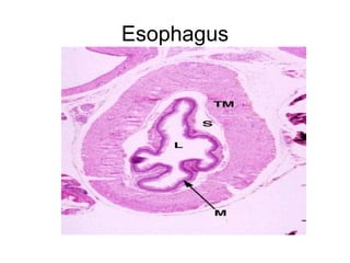 Esophagus