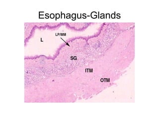 Esophagus-Glands