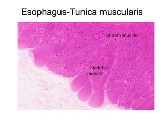 Esophagus-Tunica muscularis