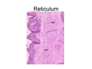 Reticulum