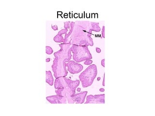 Reticulum