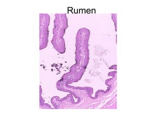 Rumen