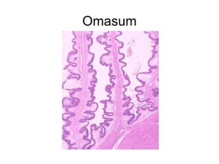 Omasum